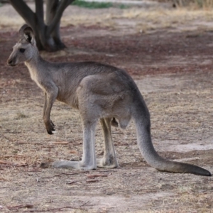 Macropus giganteus at Macarthur, ACT - 4 Jan 2020 07:37 PM