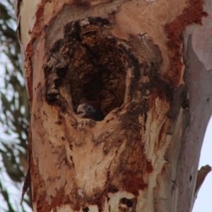 Callocephalon fimbriatum at Hughes, ACT - suppressed
