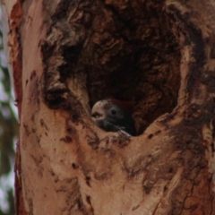 Callocephalon fimbriatum at Hughes, ACT - suppressed