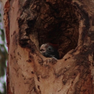 Callocephalon fimbriatum at Hughes, ACT - 3 Jan 2020