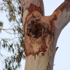 Callocephalon fimbriatum at Hughes, ACT - suppressed
