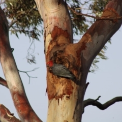 Callocephalon fimbriatum at Hughes, ACT - suppressed