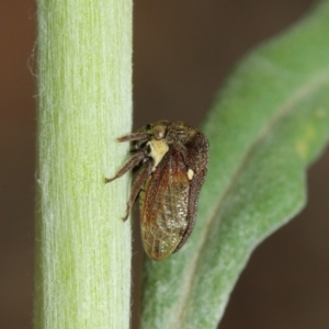 Pogonella minutus at Acton, ACT - 8 Dec 2018