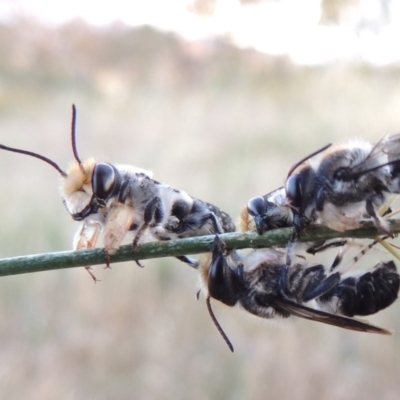 Megachile lucidiventris (Resin bee, Megachilid bee) at Paddys River, ACT - 1 Jan 2015 by MichaelBedingfield