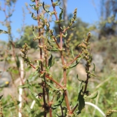 Rumex conglomeratus (Clustered Dock) at Gordon, ACT - 27 Nov 2019 by michaelb