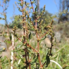 Rumex conglomeratus (Clustered Dock) at Gordon, ACT - 27 Nov 2019 by MichaelBedingfield