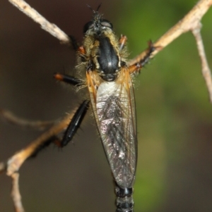 Neoscleropogon sp. (genus) at Hackett, ACT - 11 Dec 2018