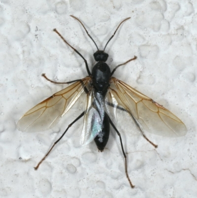 Formicidae (family) (Unidentified ant) at Ainslie, ACT - 3 Jan 2020 by jb2602