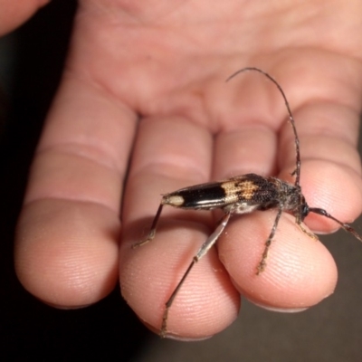 Phoracantha semipunctata (Common Eucalypt Longicorn) at Campbell, ACT - 4 Jan 2020 by SilkeSma