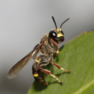 Unidentified Bee (Hymenoptera, Apiformes) at Acton, ACT - 2 Feb 2019 by TimL