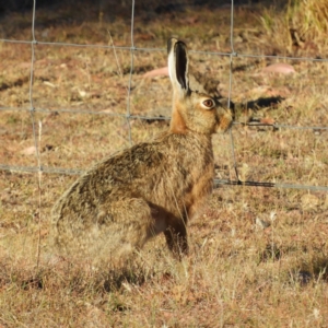 Lepus capensis at Yass River, NSW - 7 Dec 2019