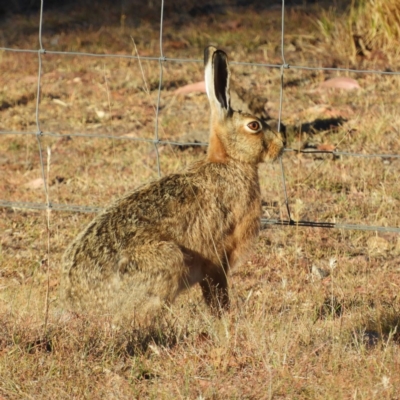 Lepus capensis (Brown Hare) at Yass River, NSW - 7 Dec 2019 by MatthewFrawley