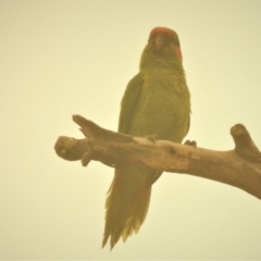 Glossopsitta concinna (Musk Lorikeet) at Wanniassa, ACT - 31 Dec 2019 by JohnBundock