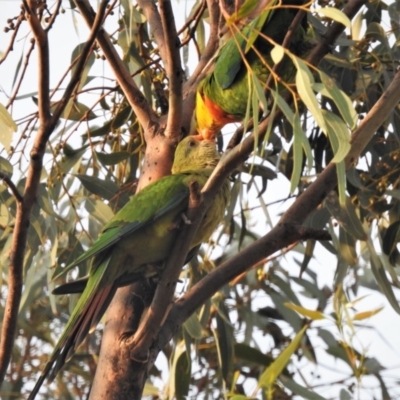 Polytelis swainsonii (Superb Parrot) at Wanniassa, ACT - 3 Jan 2020 by JohnBundock