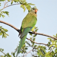 Polytelis swainsonii at Wanniassa, ACT - 4 Jan 2020