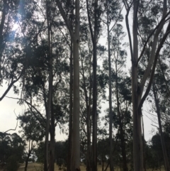 Eucalyptus globulus subsp. bicostata (Southern Blue Gum, Eurabbie) at Garran, ACT - 16 Nov 2019 by Flutteringsparrow2