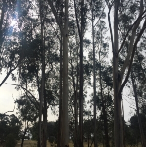 Eucalyptus globulus subsp. bicostata at Garran, ACT - 16 Nov 2019 04:40 PM