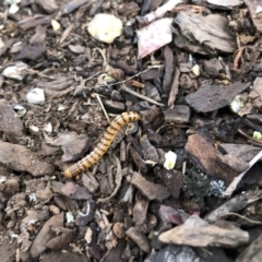 Unidentified Millipede (Diplopoda) at Broughton Vale, NSW - 25 Oct 2019 by Nivlek