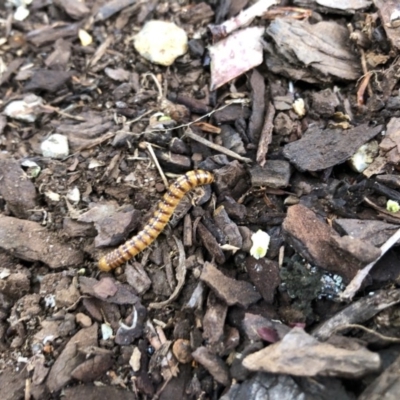 Paradoxosomatidae sp. (family) at Broughton Vale, NSW - 25 Oct 2019 by Nivlek