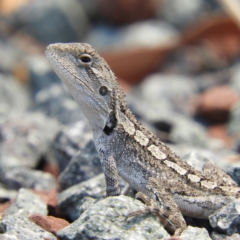 Amphibolurus muricatus (Jacky Lizard) at Yass River, NSW - 7 Dec 2019 by MatthewFrawley