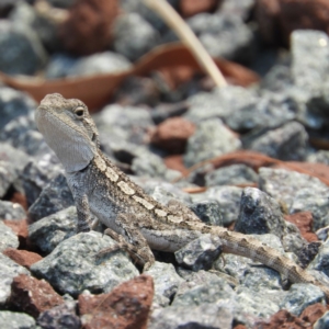 Amphibolurus muricatus at Yass River, NSW - 8 Dec 2019