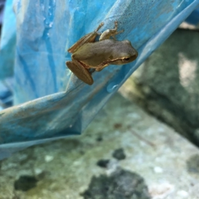 Litoria nudidigita (Narrow-fringed Tree-frog) at Broughton Vale, NSW - 3 Dec 2019 by Nivlek