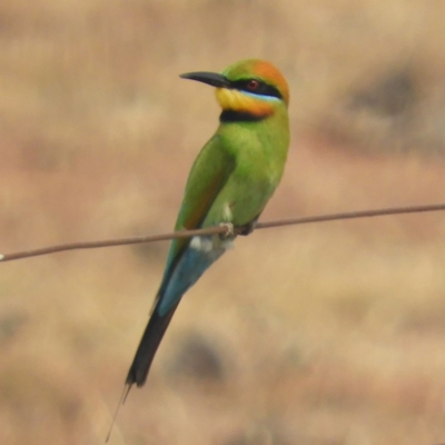 Merops ornatus (Rainbow Bee-eater) at Yass River, NSW - 7 Dec 2019 by MatthewFrawley