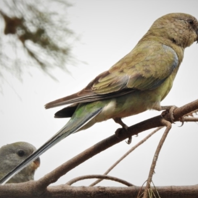 Psephotus haematonotus (Red-rumped Parrot) at Franklin, ACT - 2 Jan 2020 by JohnBundock