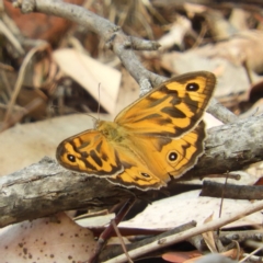 Heteronympha merope (Common Brown Butterfly) at Yass River, NSW - 7 Dec 2019 by MatthewFrawley