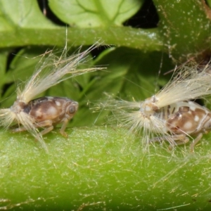 Scolypopa australis at Acton, ACT - 3 Feb 2019