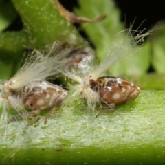 Scolypopa australis at Acton, ACT - 3 Feb 2019 02:02 PM