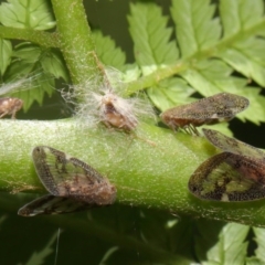 Scolypopa australis at Acton, ACT - 3 Feb 2019