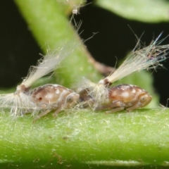 Scolypopa australis at Acton, ACT - 3 Feb 2019 02:02 PM