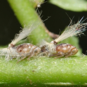 Scolypopa australis at Acton, ACT - 3 Feb 2019 02:02 PM