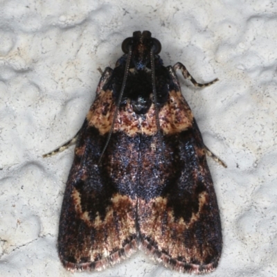 Araeopaschia undescribed spANIC19 (A Pyralid moth) at Ainslie, ACT - 3 Jan 2020 by jb2602