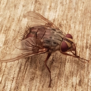 Rutilia (Rutilia) sp. (genus & subgenus) at Weston, ACT - 5 Jan 2020 12:15 PM