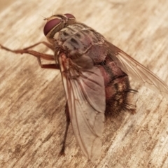 Rutilia (Rutilia) sp. (genus & subgenus) at Weston, ACT - 5 Jan 2020 12:15 PM