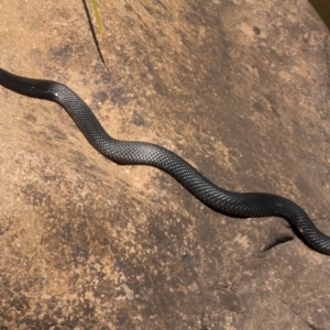 Pseudechis porphyriacus at Coree, ACT - 11 Dec 2019