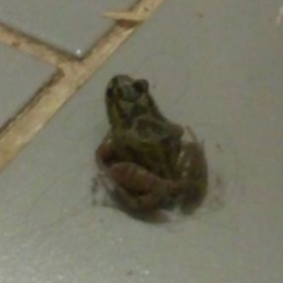Limnodynastes tasmaniensis (Spotted Grass Frog) at Chisholm, ACT - 5 Jan 2020 by MaryLou1
