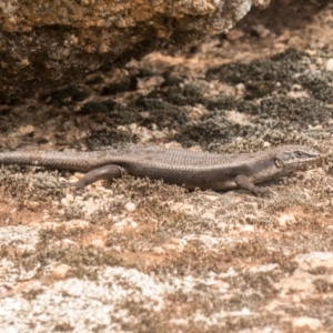 Egernia saxatilis at Cotter River, ACT - 22 Dec 2019 01:25 PM