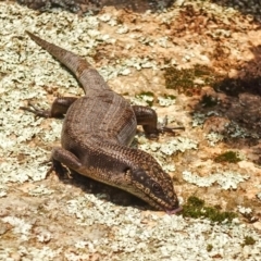 Egernia saxatilis at Cotter River, ACT - 22 Dec 2019 01:25 PM