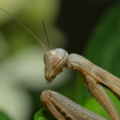 Mantis octospilota (Eight-spotted or Black-barred mantis) at Evatt, ACT - 3 Feb 2019 by TimL