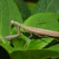 Mantis octospilota at Evatt, ACT - 3 Feb 2019