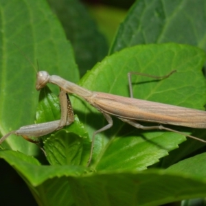 Mantis octospilota at Evatt, ACT - 3 Feb 2019