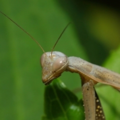 Mantis octospilota at Evatt, ACT - 3 Feb 2019