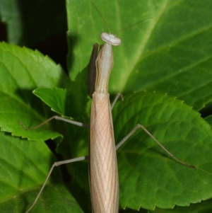 Mantis octospilota at Evatt, ACT - 3 Feb 2019