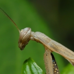 Mantis octospilota at Evatt, ACT - 3 Feb 2019