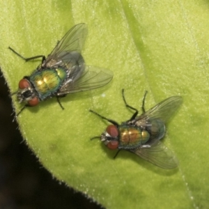 Lucilia cuprina at Higgins, ACT - 26 Dec 2019 02:46 PM