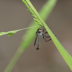 Cerdistus sp. (genus) at Higgins, ACT - 29 Dec 2019 02:52 PM