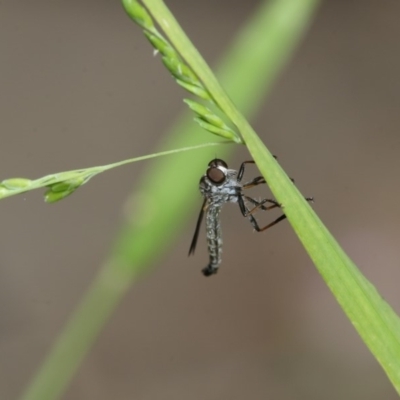 Cerdistus sp. (genus) (Yellow Slender Robber Fly) at Higgins, ACT - 29 Dec 2019 by AlisonMilton